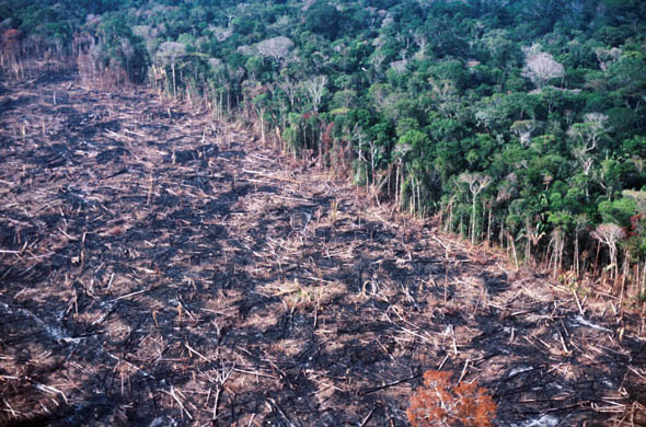 Brazil Amazon Forest To Be