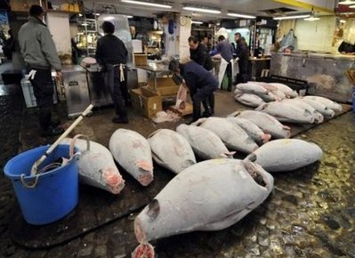 Fish Japan